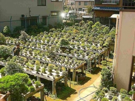 五葉松 (鉢:南蛮)／萬園